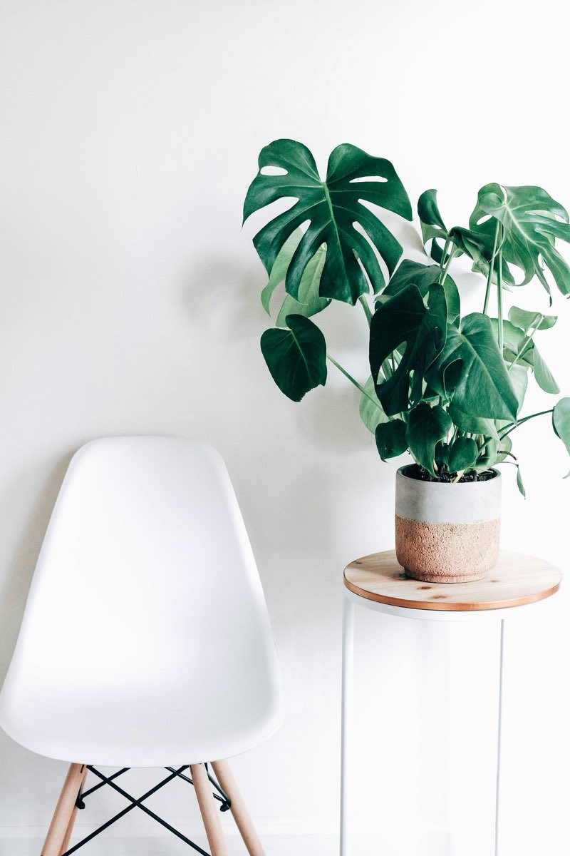 Monstera plant beside a white chair against a bright wall